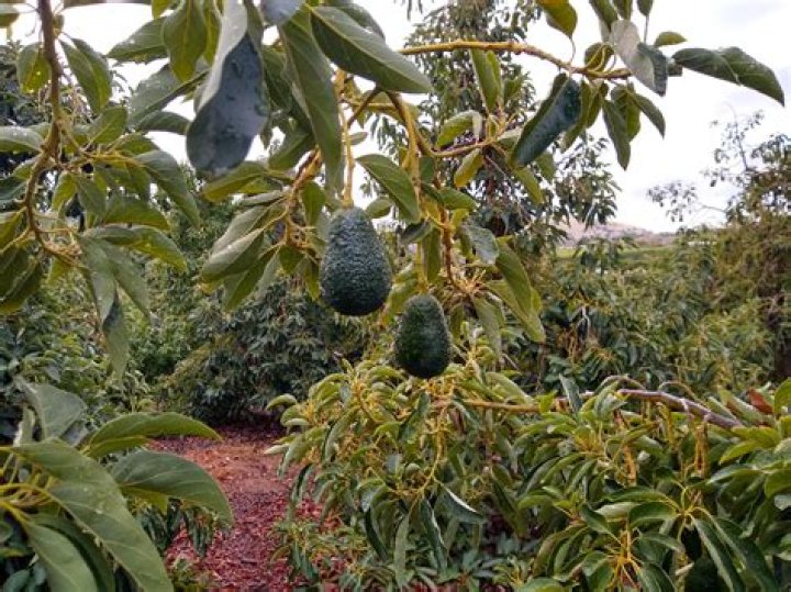 Can you grow avocados in Zone 5?