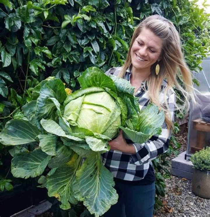 Can you grow cabbage in Texas?