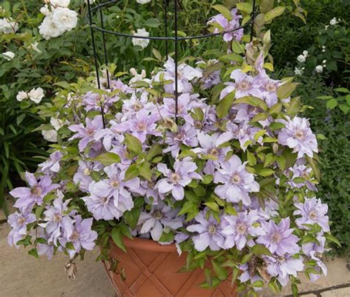 Can you grow clematis in pots?