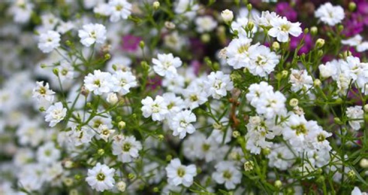 Can you grow gypsophila indoors?
