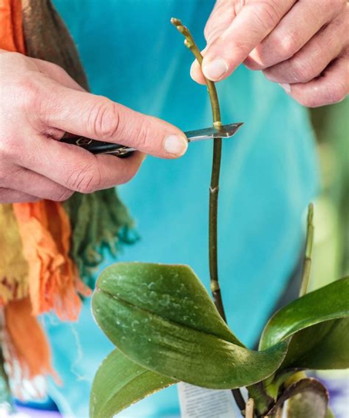 Can you grow jasmine cuttings in water?