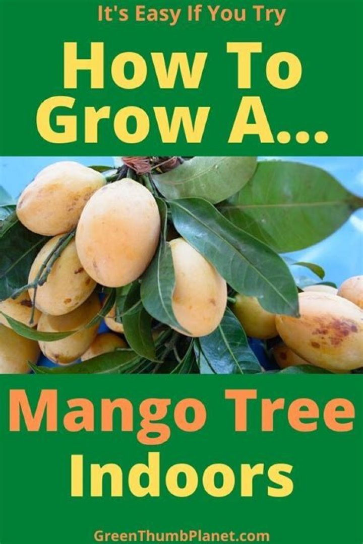 Can you grow mango tree indoors?