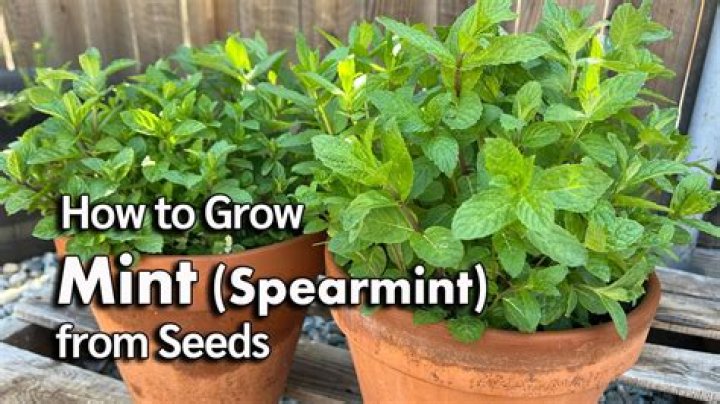 Can you grow mint with basil?