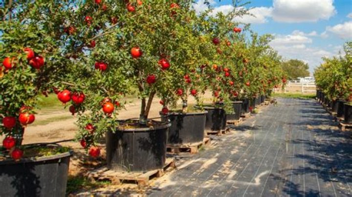 Can you grow pomegranates in South Texas?