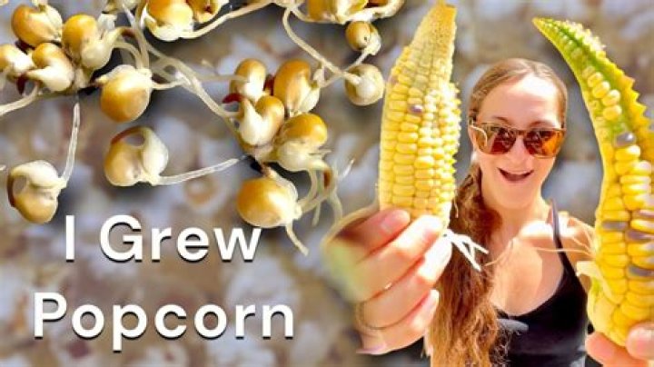 Can you grow popcorn from popcorn kernels?