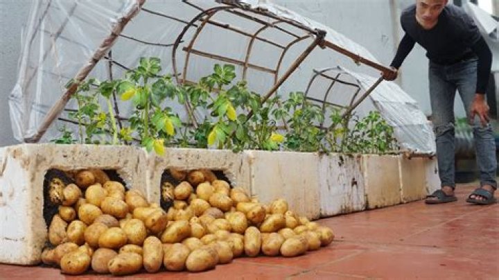 Can you grow potatoes in a greenhouse?