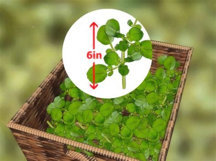 Can you grow watercress indoors?