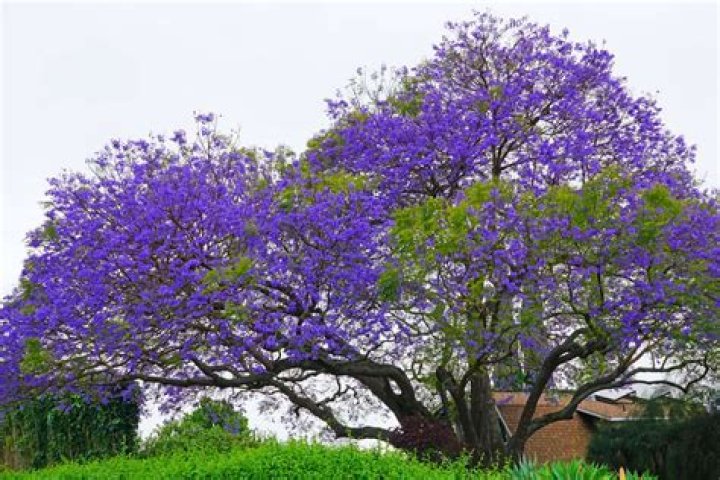 Can you keep a jacaranda tree small?