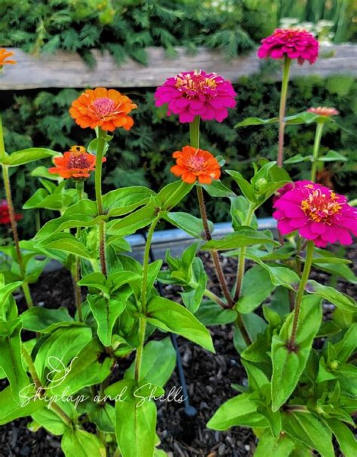 Can you keep zinnias indoors?