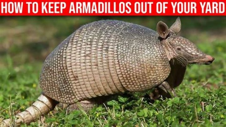 Can you kill an armadillo with a 22?