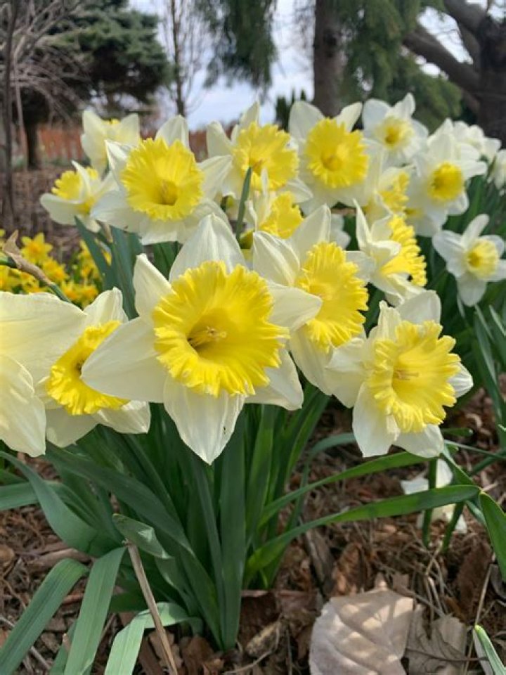 Can you move daffodil bulbs in the spring?