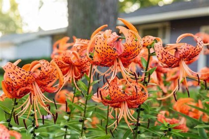 Can you move lilies in the summer?