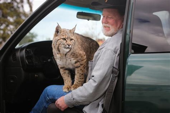 Can you own a bobcat in Oklahoma?