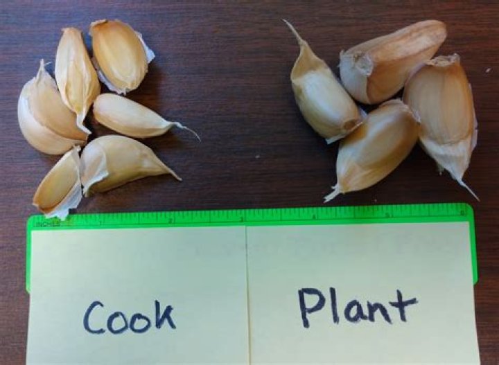 Can you plant garlic after tomatoes?