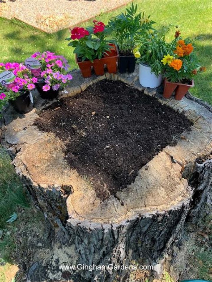 Can you plant next to a tree stump?