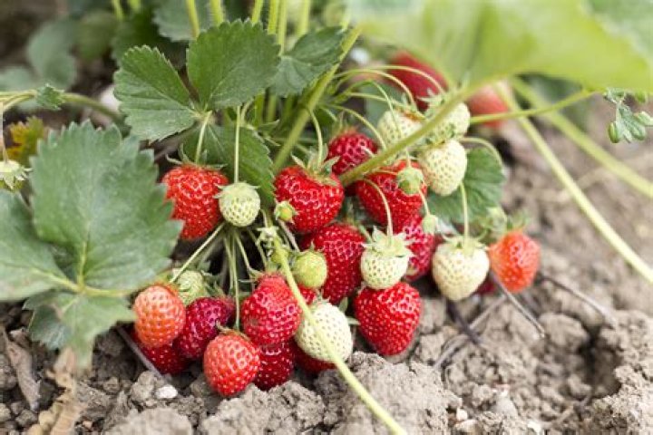 Can you plant store bought strawberries?