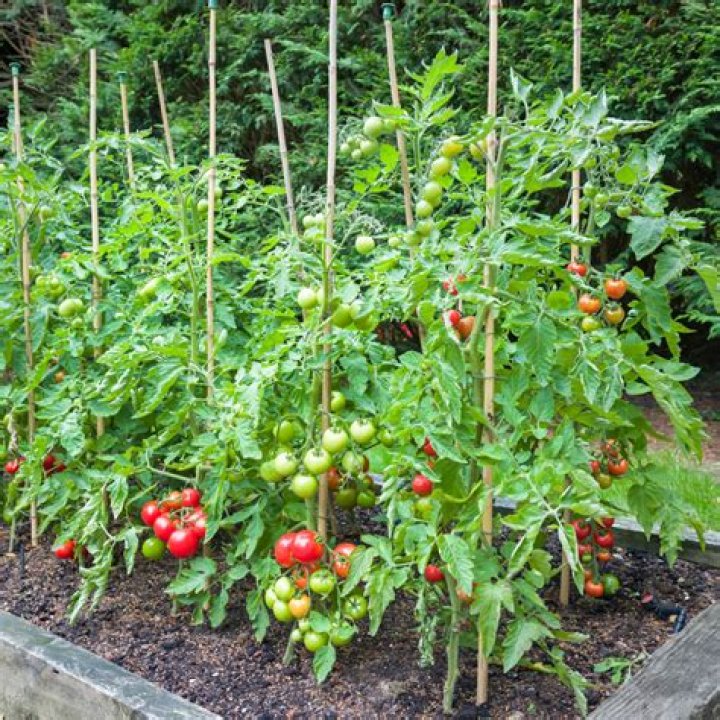 Can you plant tomatoes and broccoli together?