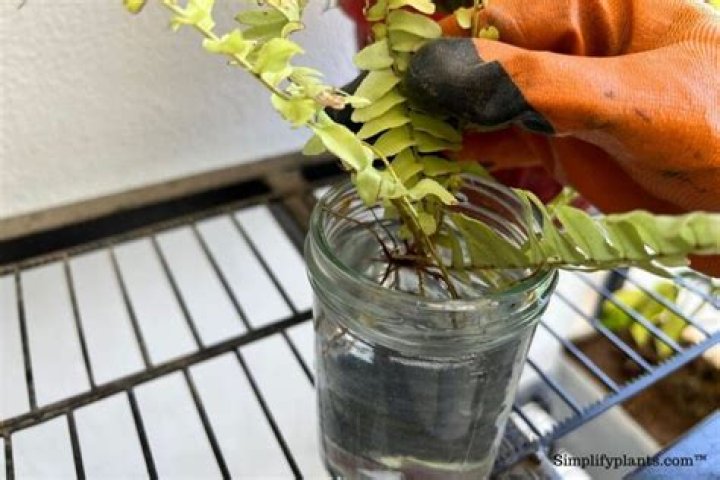 Can you propagate Boston fern in water?