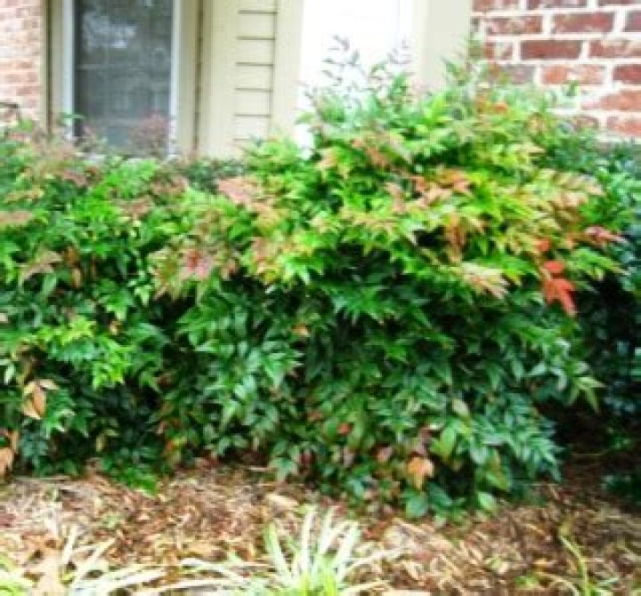 Can you prune Nandinas?