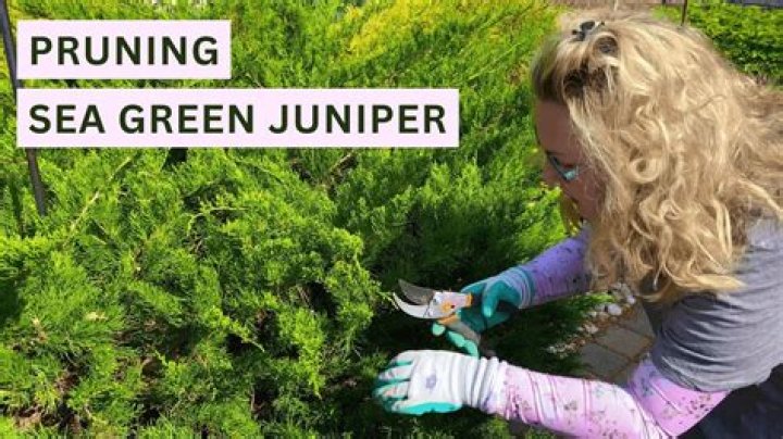 Can you prune sea green juniper?