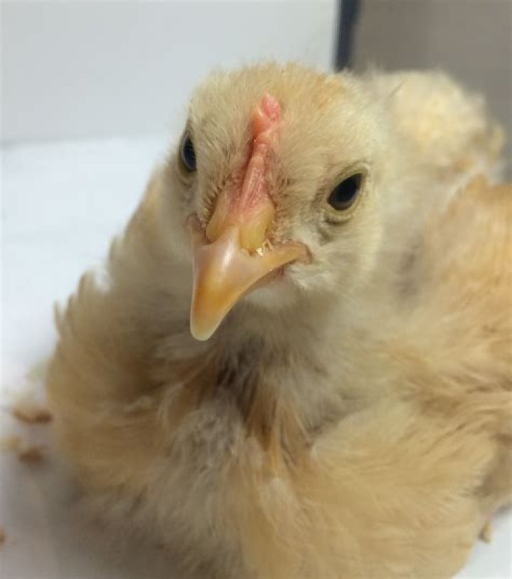 Can you sell your eggs at 37 years old?