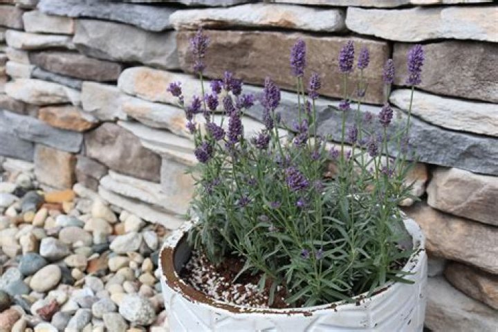 Can you split lavender plants?