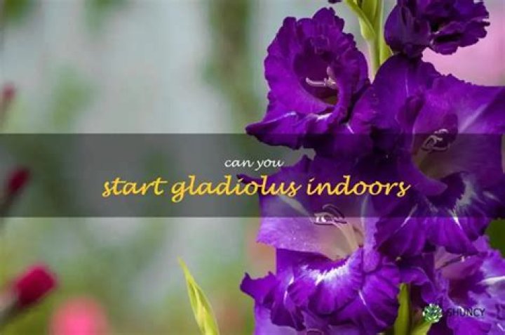 Can you start gladiolus indoors?