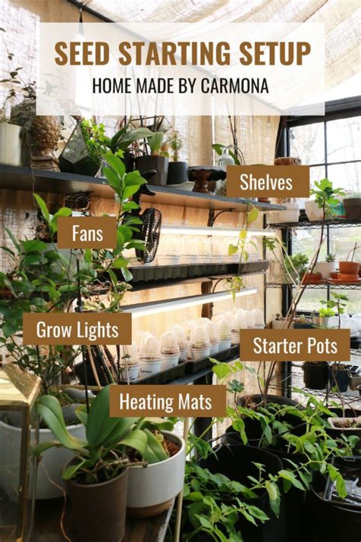 Can you start morning glory seeds indoors?