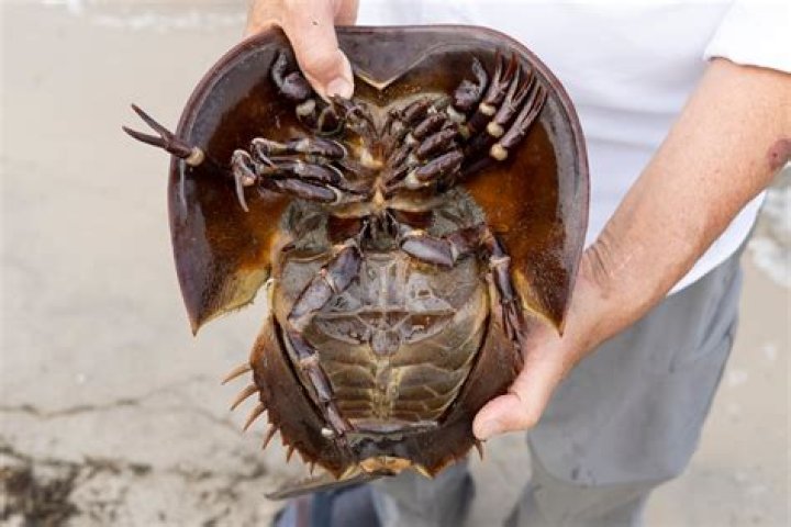 Can you take dead horseshoe crabs?
