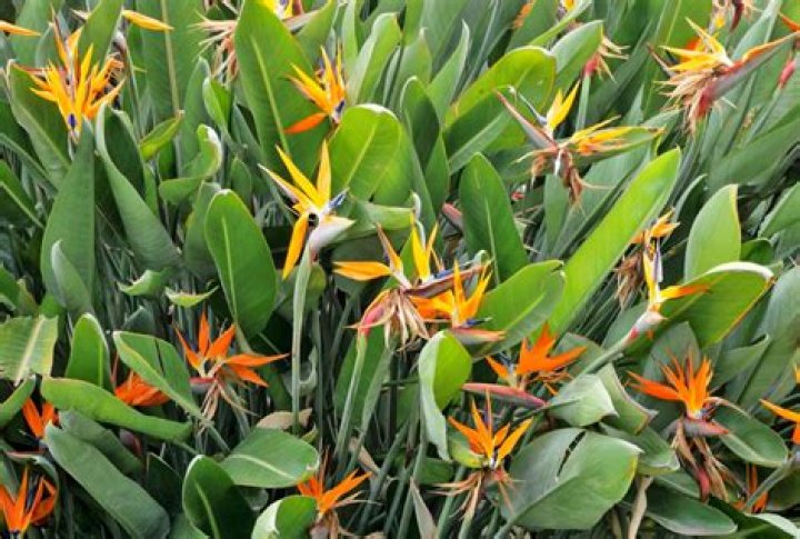 Can you transplant bird of paradise plants?