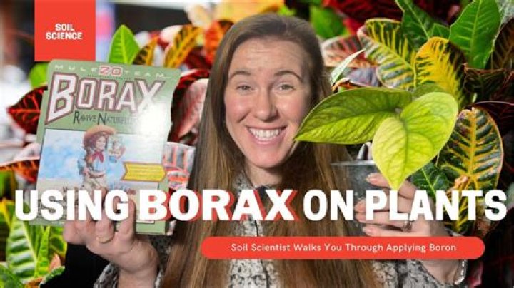 Can you use borax on plants?