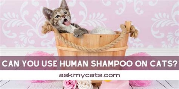 Can you use human shampoo on cats?
