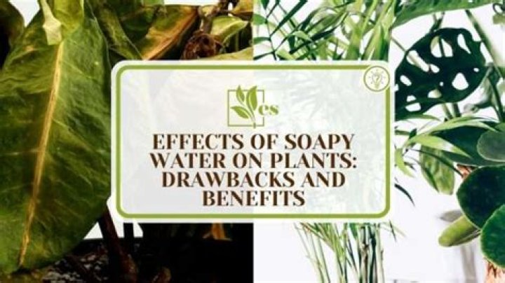 Can You Use soapy water on plants?