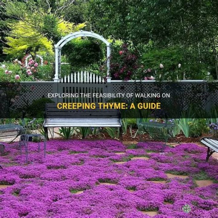 Can you walk on creeping thyme?