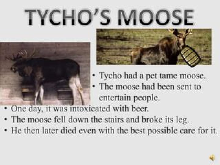 Did Tycho Brahe have a pet moose?