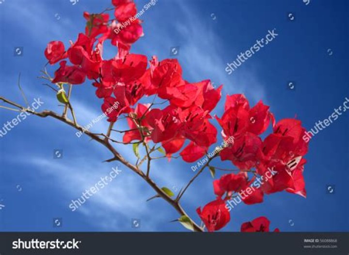 Do all bougainvillea plants have thorns?