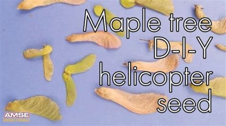Do all maple trees drop helicopters?