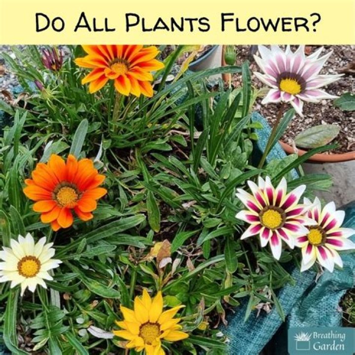 Do all plants have flower?