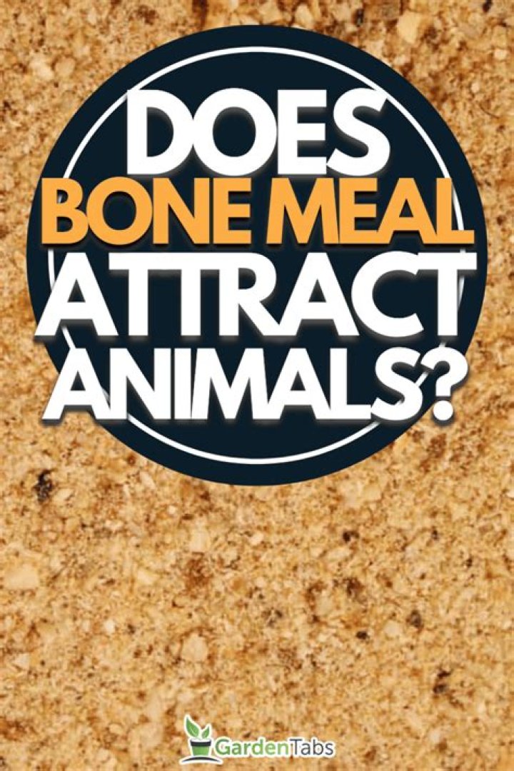 Do animals eat bone meal?