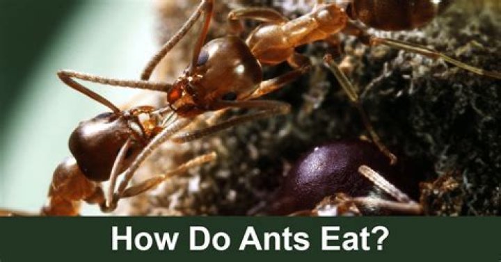 Do ants eat brick mortar?