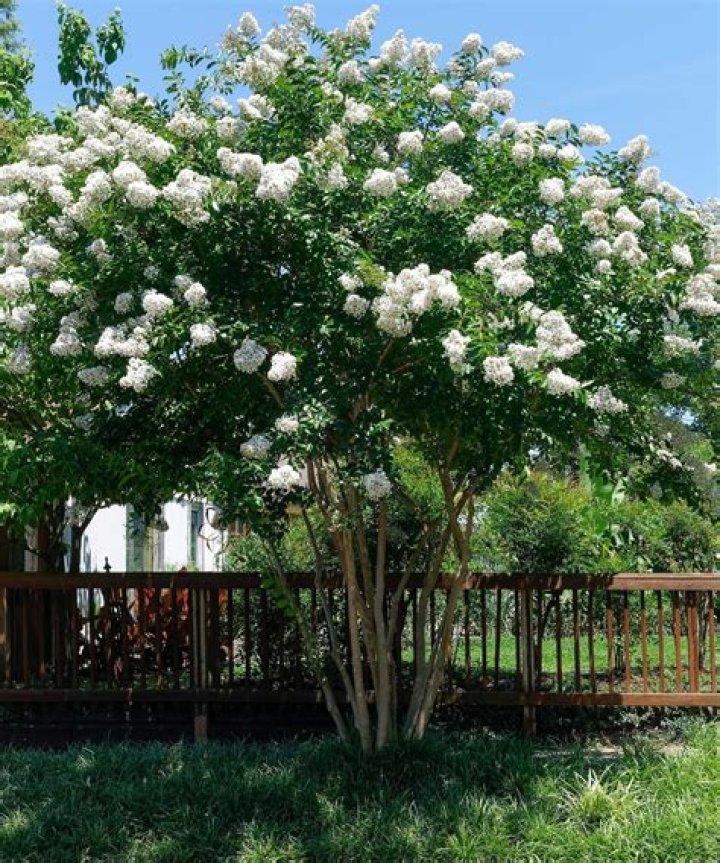 Do ants harm crepe myrtles?