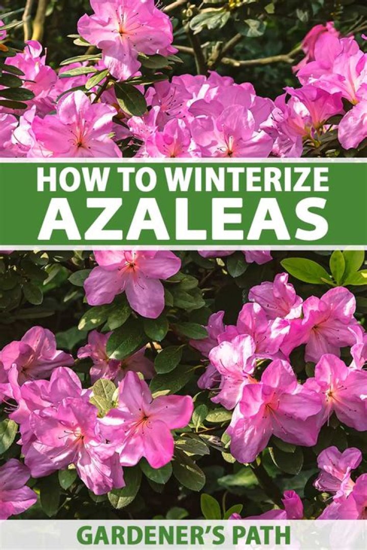 Do azaleas die in the winter?
