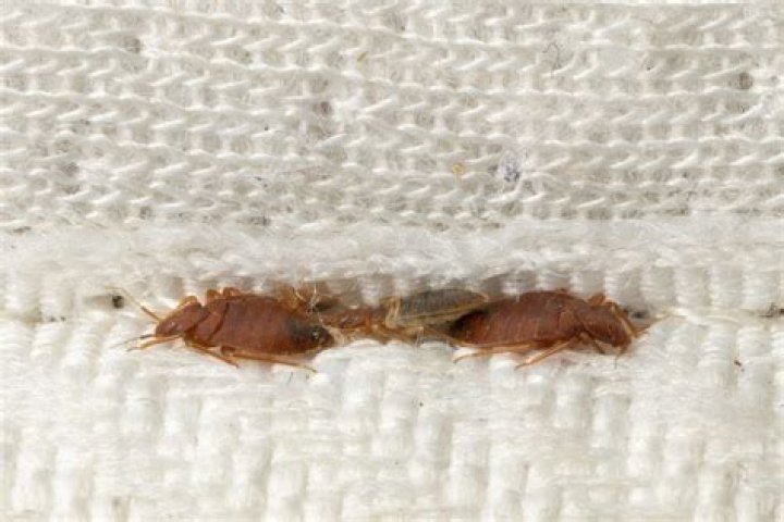 Do bed bugs feed off cats?