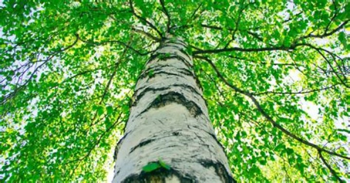 Do birch trees lose their leaves?