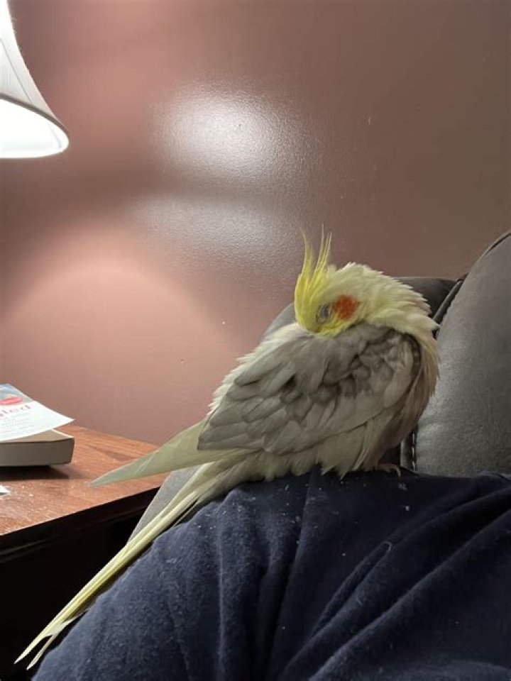 Do birds need heat lamps?