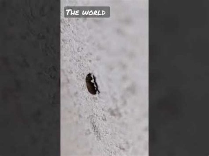 Do biscuit beetles bite?