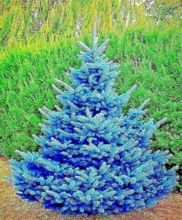 Do blue spruce trees smell?