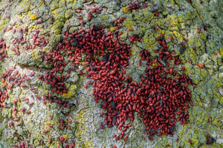 Do boxelder bugs eat milkweed?