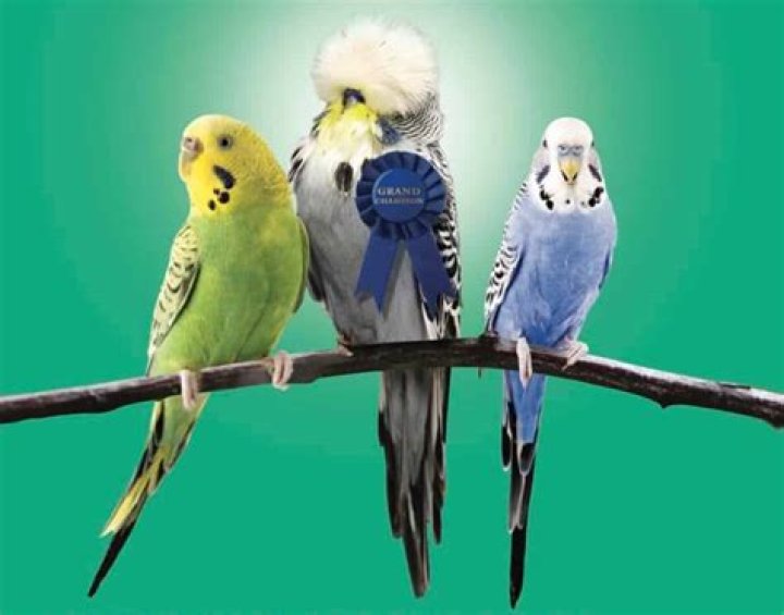 Do budgies need to be kept warm?