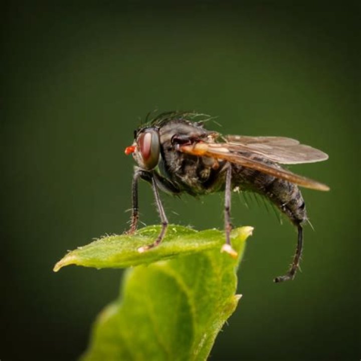 Do bug zappers work on flies?